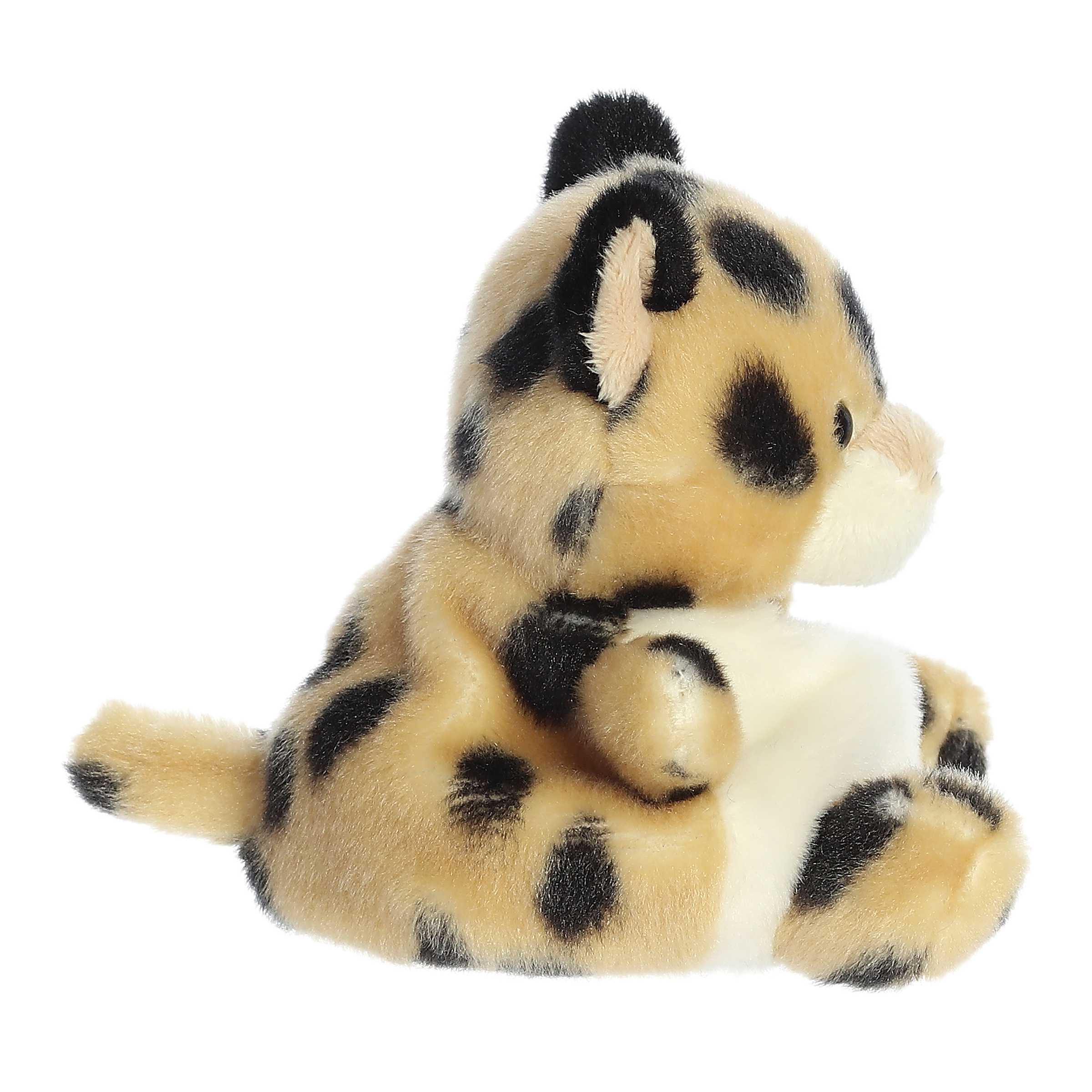 419-chutney-cheetah–1.jpg