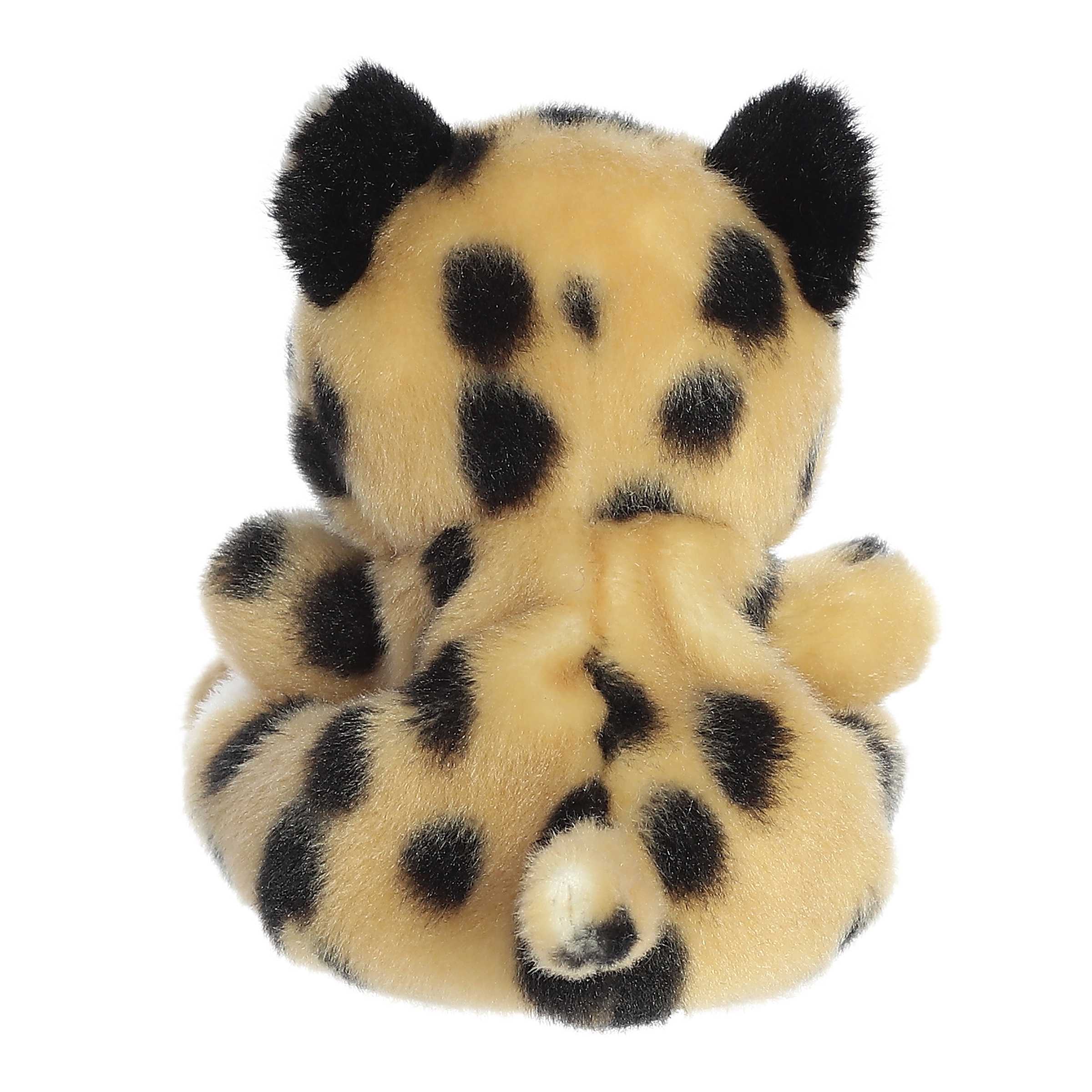 419-chutney-cheetah–1.jpg