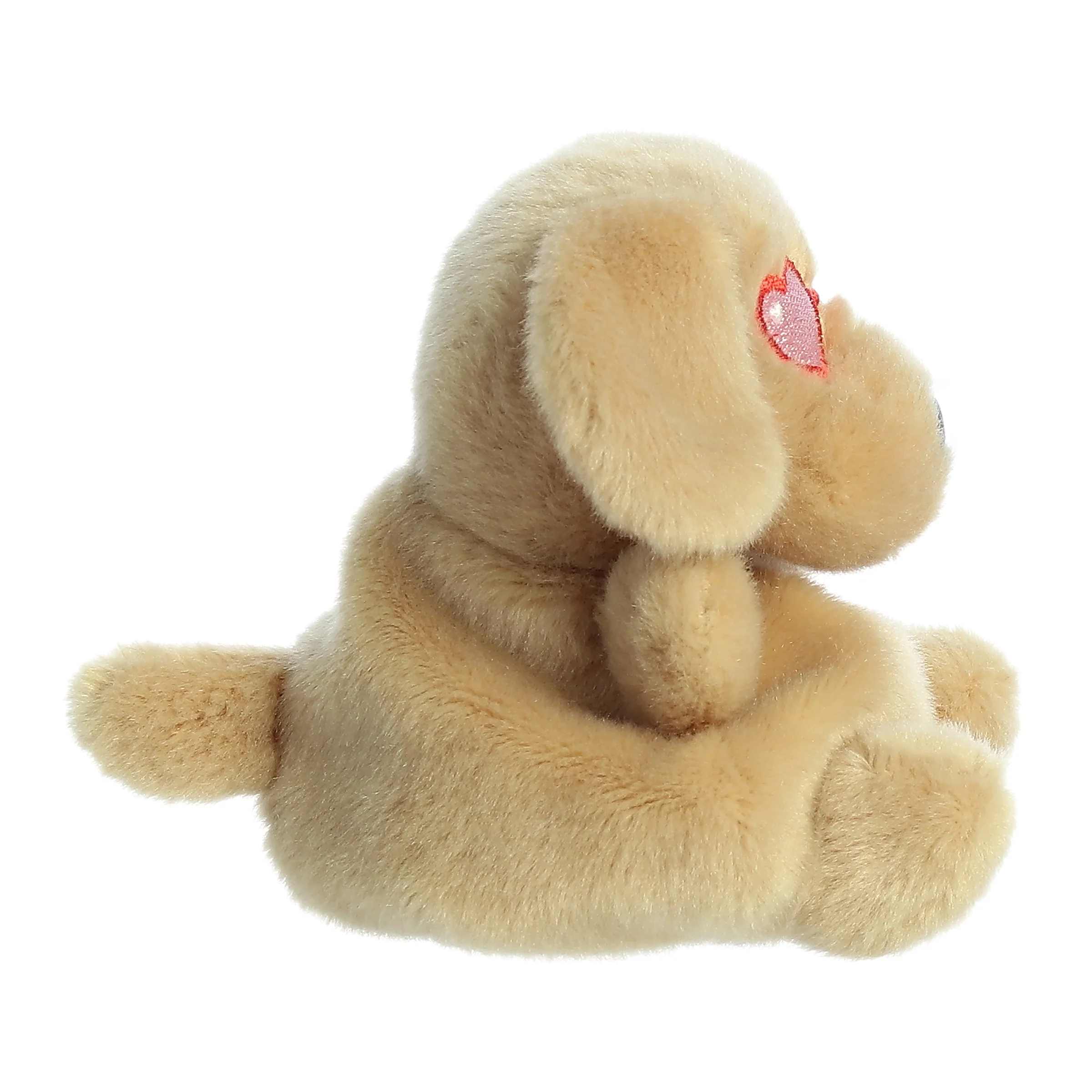 536-buddie-dog–1.webp