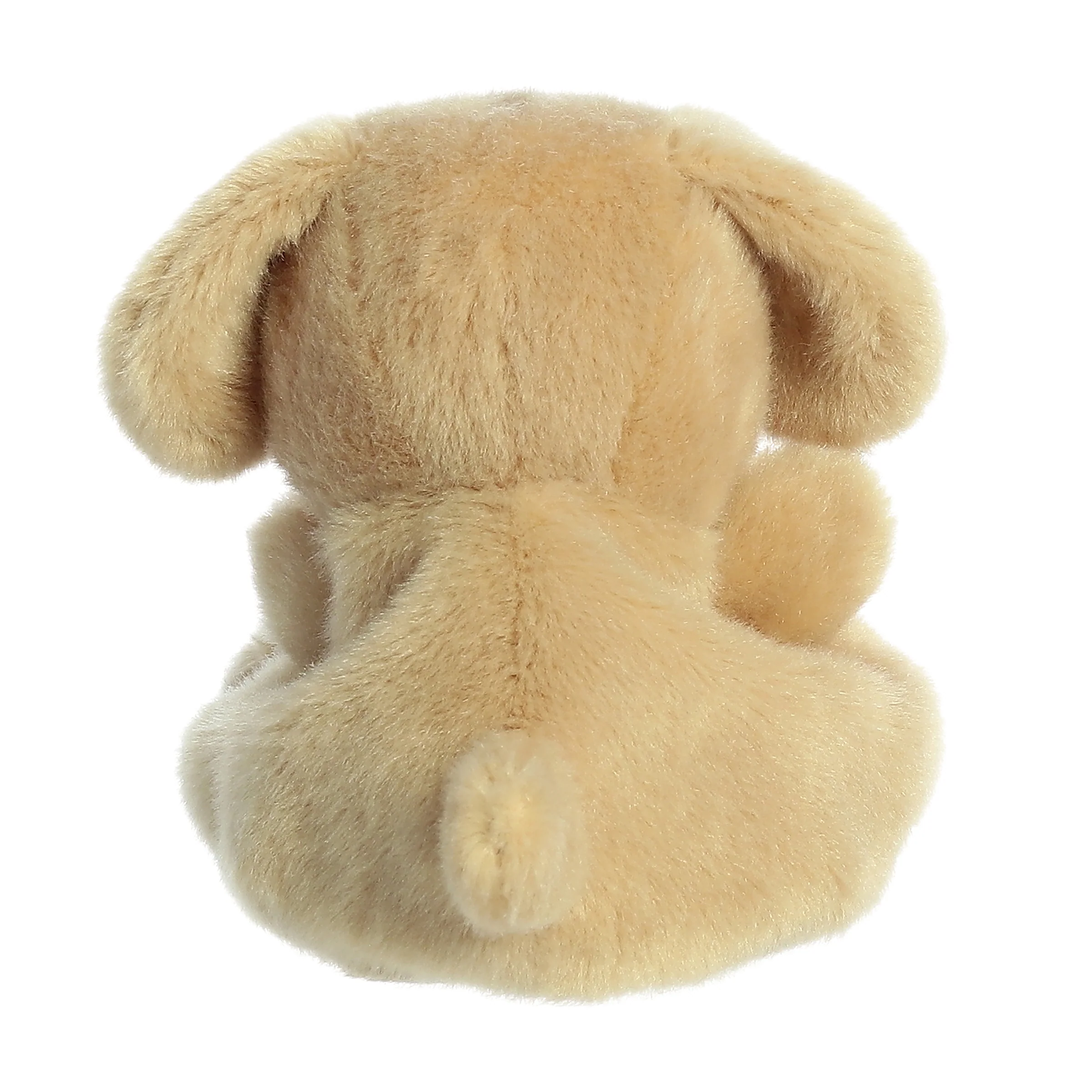 536-buddie-dog–1.webp